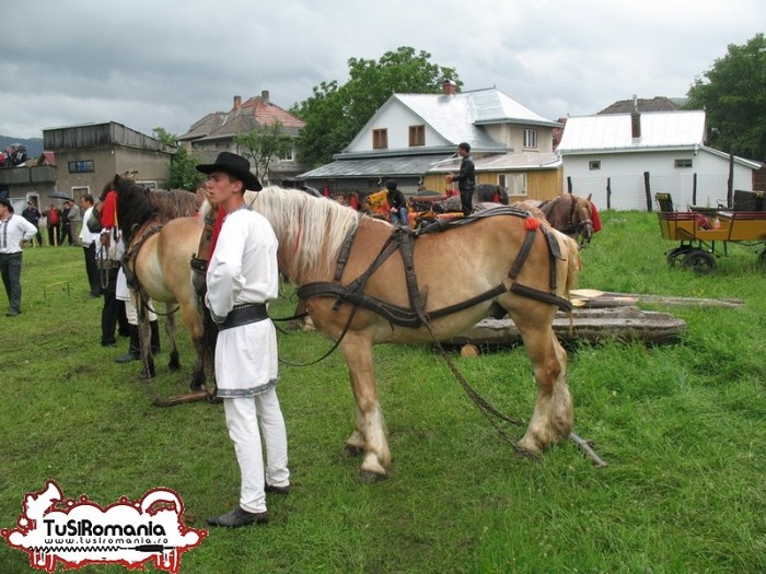 Expozitie canina concursuri forestiere demostratii tipice (14)