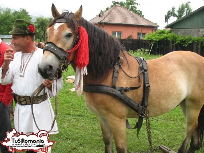 Expozitie canina concursuri forestiere demostratii tipice (16) - Parada cailor si a cainilor la Zilele Humorului