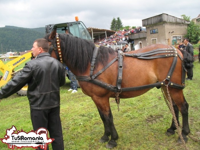 Expozitie canina concursuri forestiere demostratii tipice (20) - Parada cailor si a cainilor la Zilele Humorului