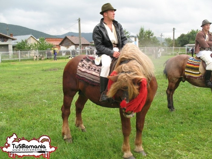 Expozitie canina concursuri forestiere demostratii tipice (69) - Parada cailor si a cainilor la Zilele Humorului