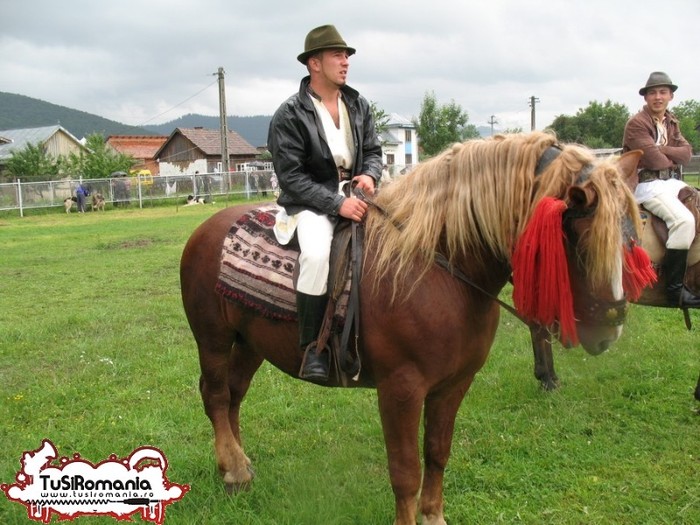 Expozitie canina concursuri forestiere demostratii tipice (70) - Parada cailor si a cainilor la Zilele Humorului