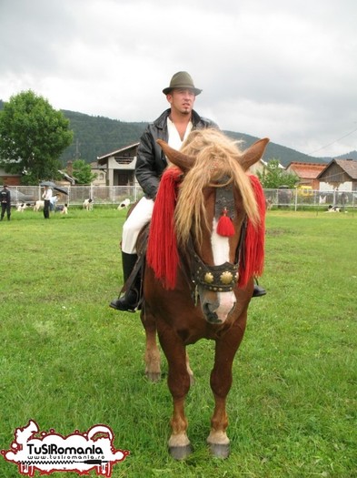 Expozitie canina concursuri forestiere demostratii tipice (71) - Parada cailor si a cainilor la Zilele Humorului