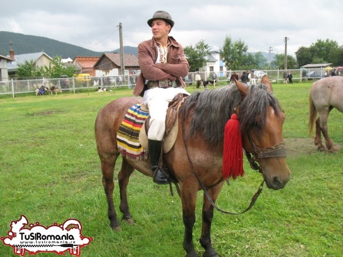 Expozitie canina concursuri forestiere demostratii tipice (72) - Parada cailor si a cainilor la Zilele Humorului