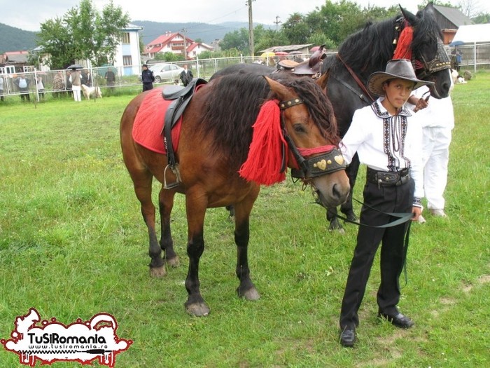 Expozitie canina concursuri forestiere demostratii tipice (80) - Parada cailor si a cainilor la Zilele Humorului