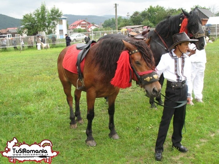 Expozitie canina concursuri forestiere demostratii tipice (81) - Parada cailor si a cainilor la Zilele Humorului