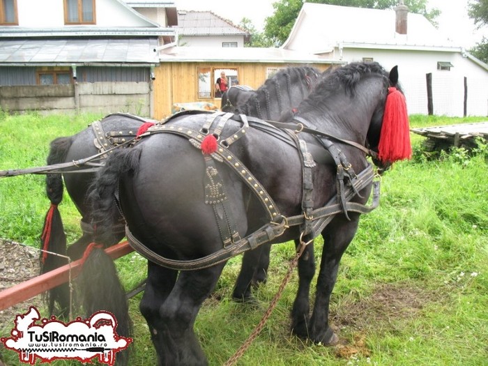 Expozitie canina concursuri forestiere demostratii tipice (92) - Parada cailor si a cainilor la Zilele Humorului