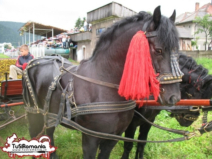 Expozitie canina concursuri forestiere demostratii tipice (93) - Parada cailor si a cainilor la Zilele Humorului