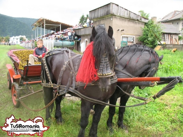 Expozitie canina concursuri forestiere demostratii tipice (94) - Parada cailor si a cainilor la Zilele Humorului