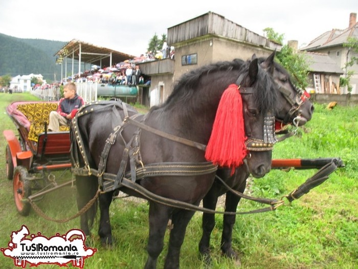 Expozitie canina concursuri forestiere demostratii tipice (95)