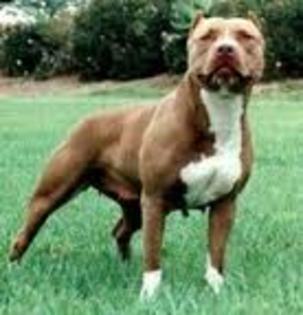 pit bull - toate pozele p ekre le am