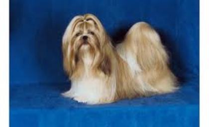 shih tzu-ul - toate pozele p ekre le am