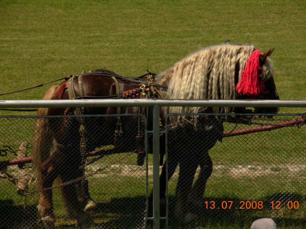 11229283_EWYYBGBYG - Parada cailor si a cainilor la Zilele Humorului 2