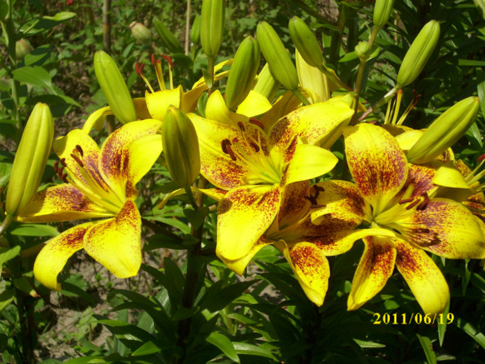 DSCI0640