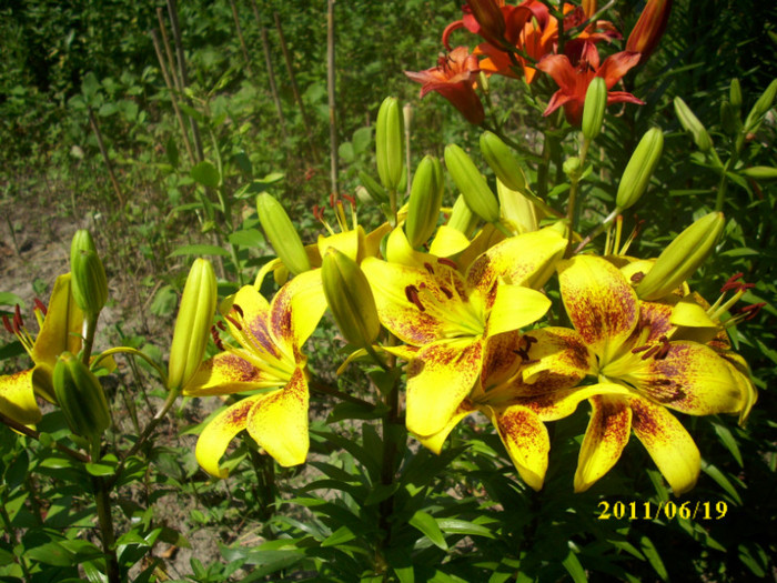 DSCI0642
