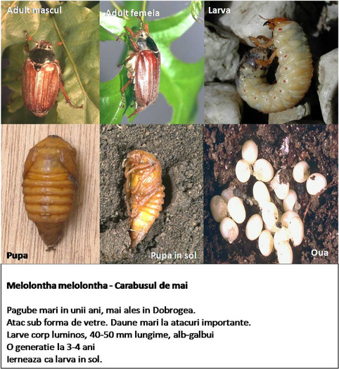 Carabusul de mai - Melolontha melolontha - AJUTOR pt lalele