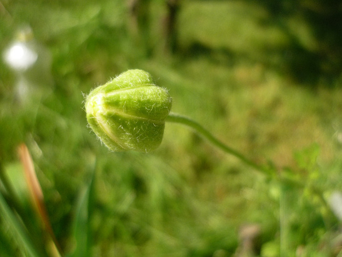 21 iunie 2011 - Ranunculus sau piciorul cocosului