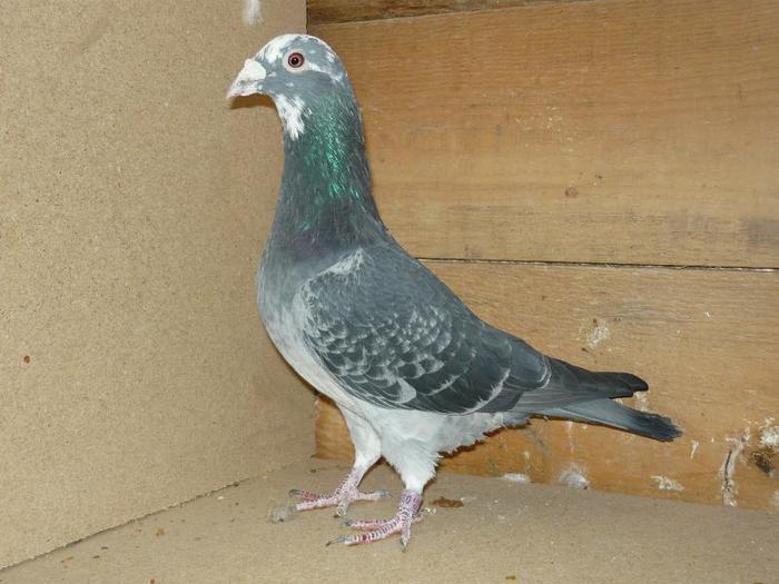 tatal a doi masculi care sunt la mine van bruane......origine bucur alin