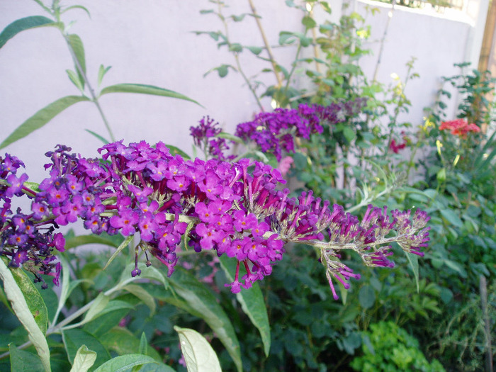 Buddleia davidii