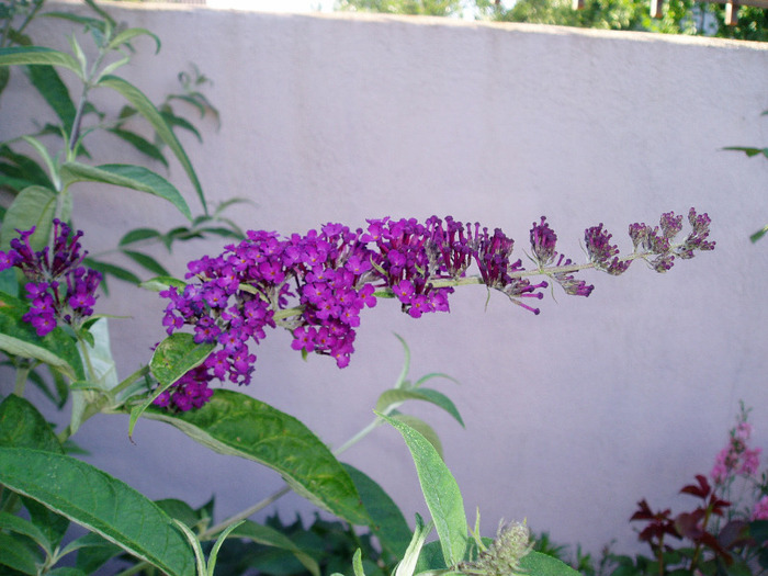 liliac de vara - Flori Iulie - august 2011