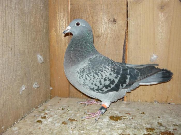 pufulet mama..  a unui mascul si o femela  care sunt la mine