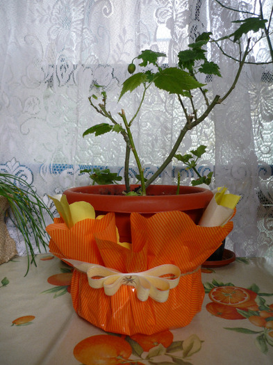 abutilon portocaliu daruit mamei la aniversarea casatoriei (7 iulie 2011)