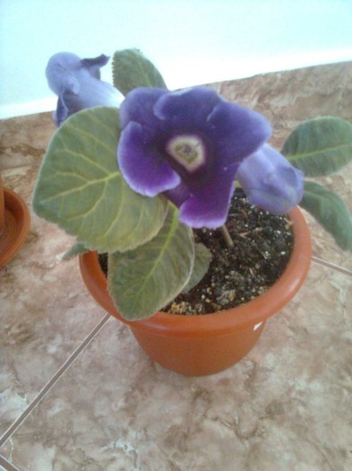 gloxi  indigou - gloxinia 2011