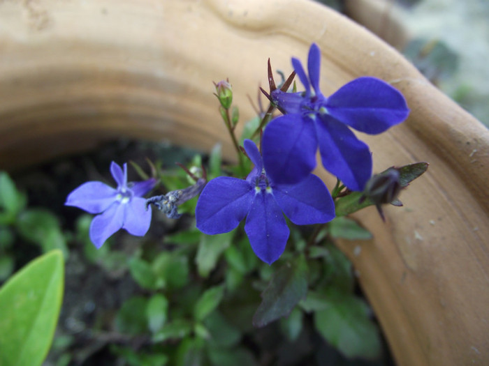 lobelia