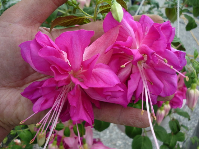 Fuchsia Bella Rosella2