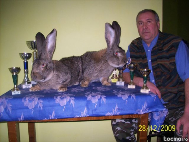 pargariu petre iepuri uriasi-Cv - 7-anunt important