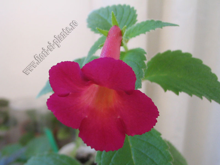 Achimenes Red Giant 7 - ACHIMENES I