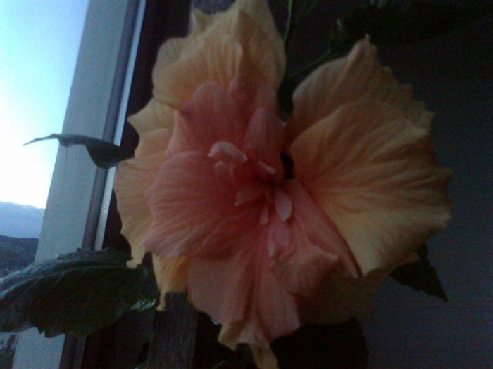 03072011532 - hibiscusi 2011