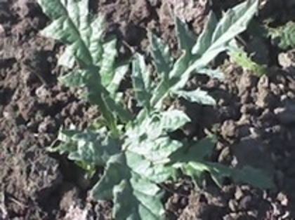 anghinare an 1 in 17 06 11 - Anghinare in gradina mea-Artichokes Cynara scolymus