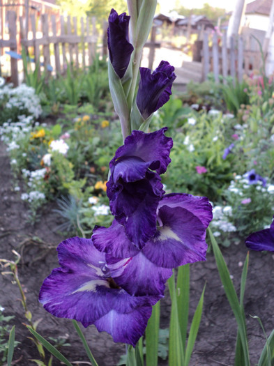 DSC03578 - Gladiole 2011