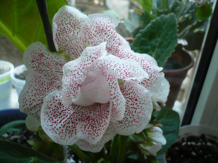 Koketka pink