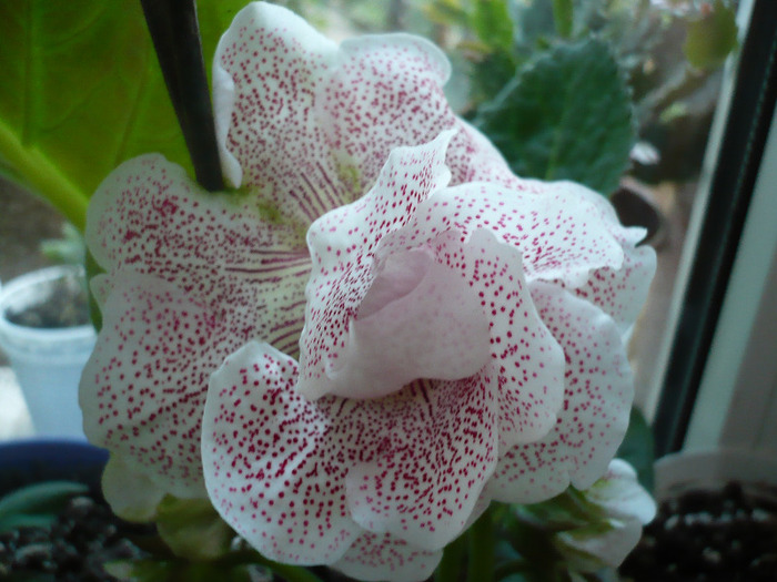 P1080531