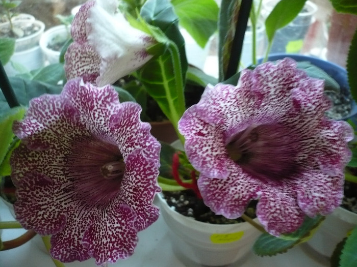 P1080533