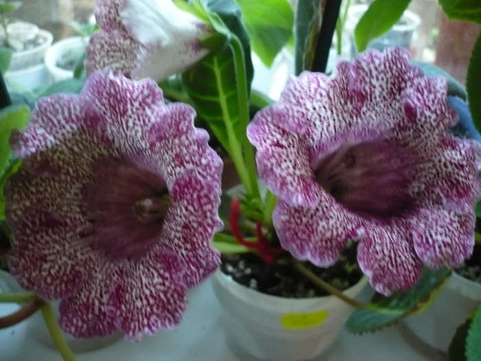 P1080534