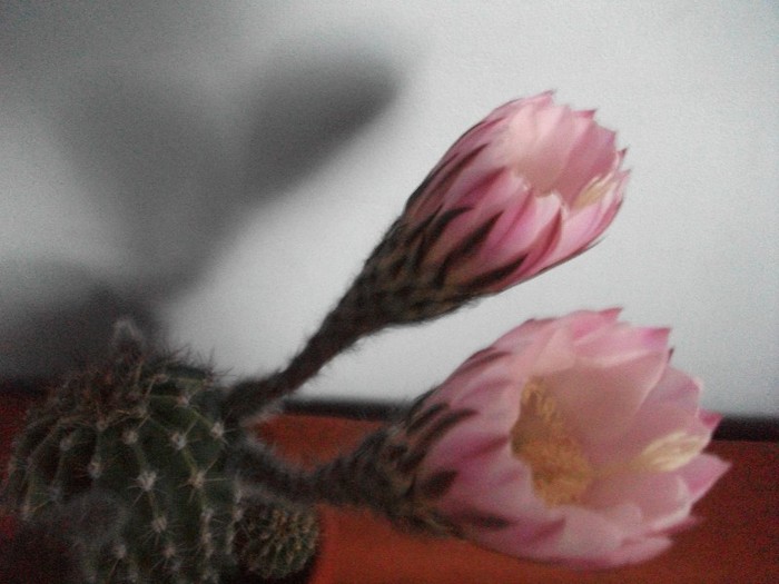 7.07.2011-ora 21 - cactusi