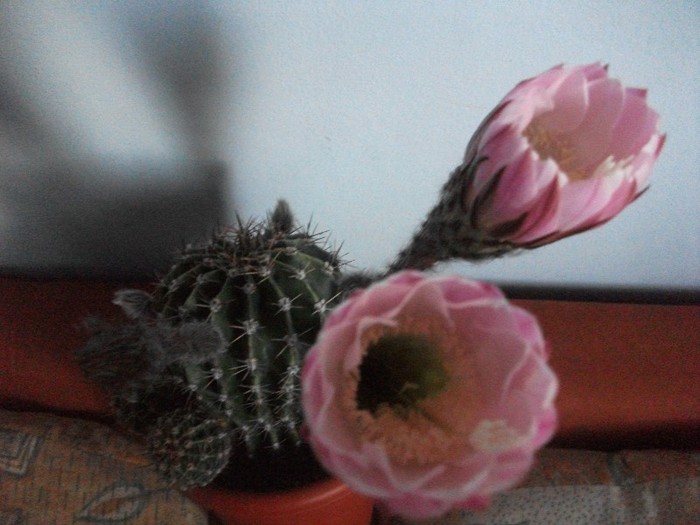 7.07.2011-ora 21 - cactusi