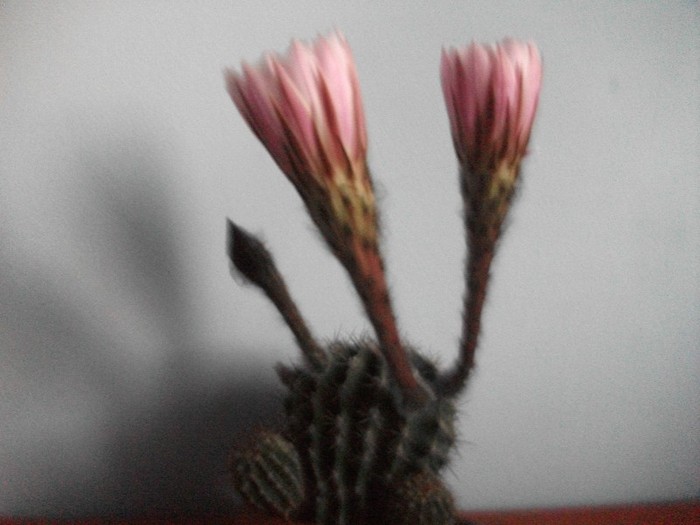 7.07.2011-ora 21 - cactusi