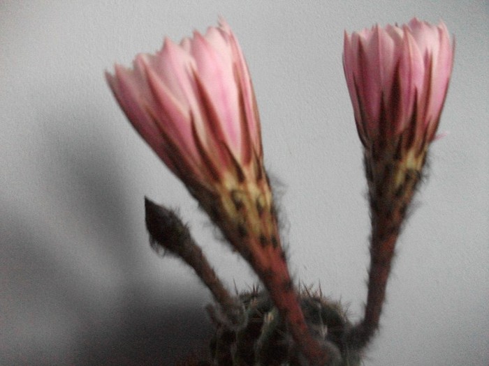 7.07.2011-ora 21 - cactusi