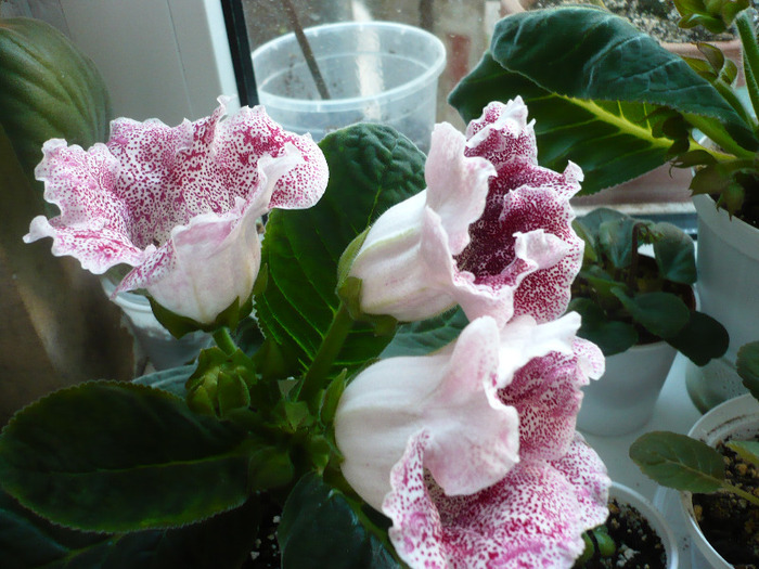 P1080539