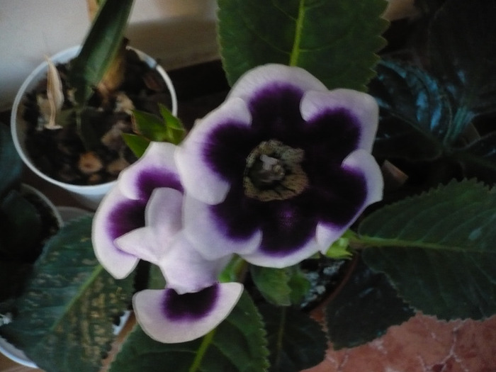P1080546
