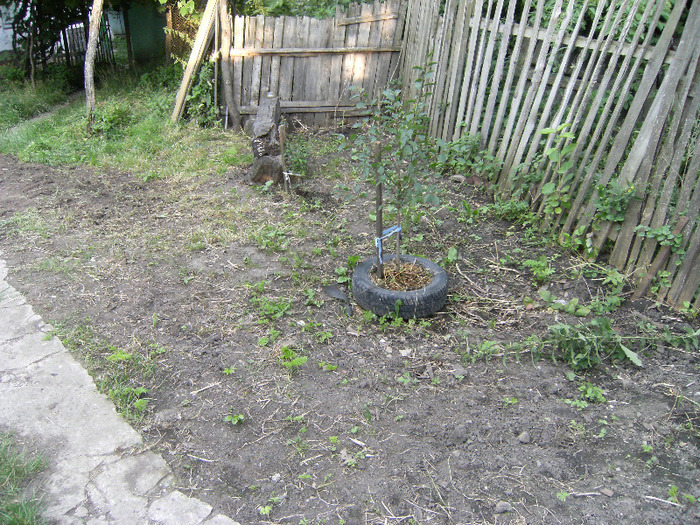 7 iulie 2011 003
