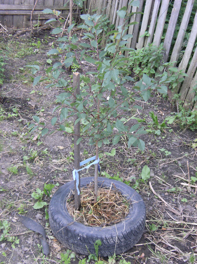7 iulie 2011 005