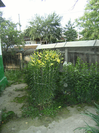 7 iulie 2011 009