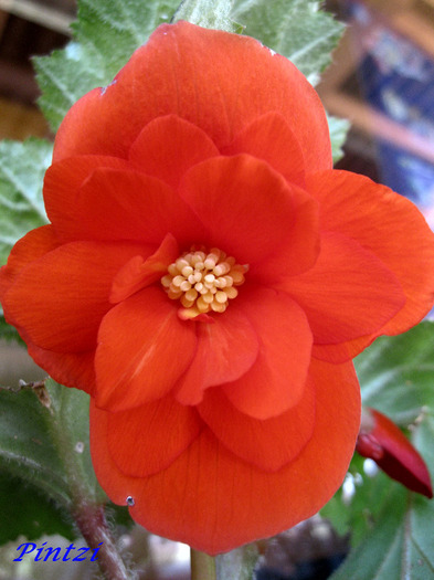 prima floare de bego rosie - BEGONIA-11