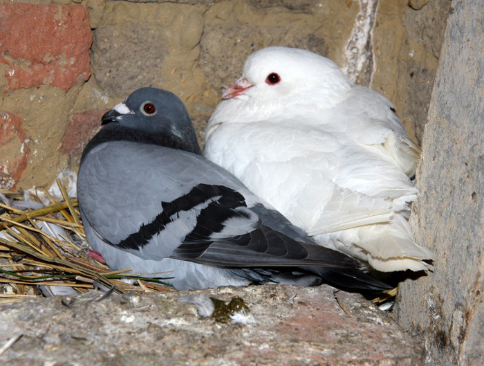 doua porumbite - Foto-studiu