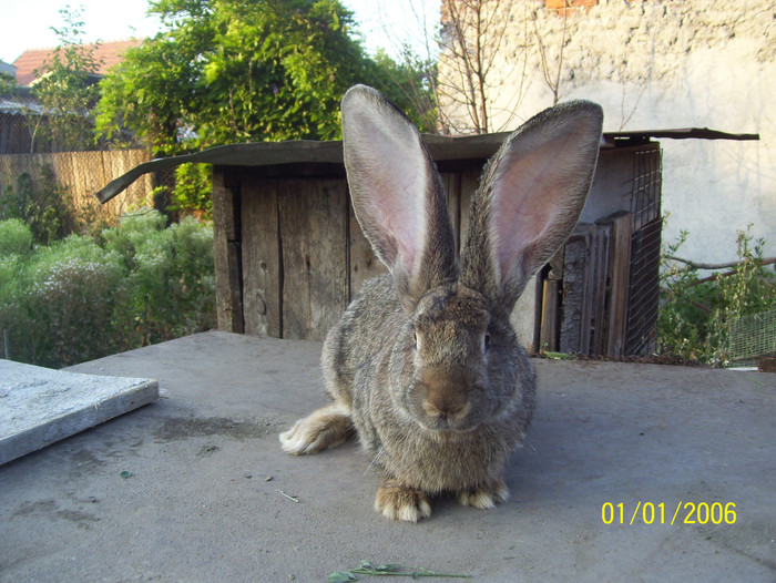 tot  femela; la 4 luni 5,200 kg urechi peste 20 cm
