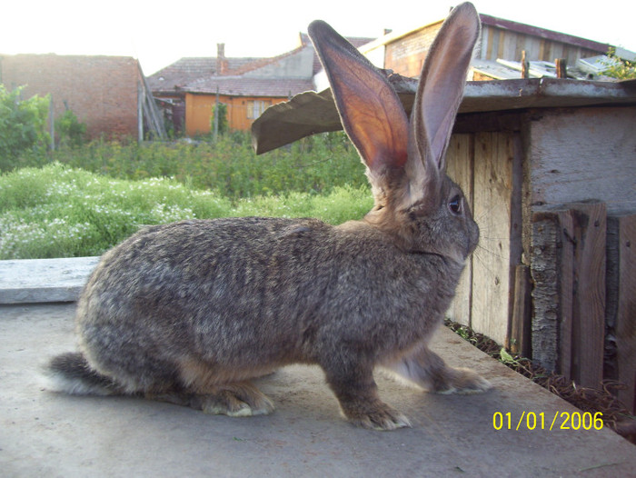 una dintre ele; femela urias gri
